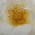 Biały  - Róże rabatowe floribunda - Irène Frain